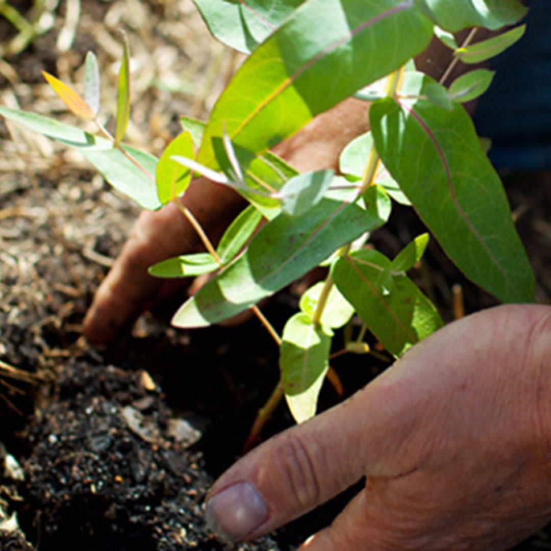 カーボンオフセット寄付(任意)