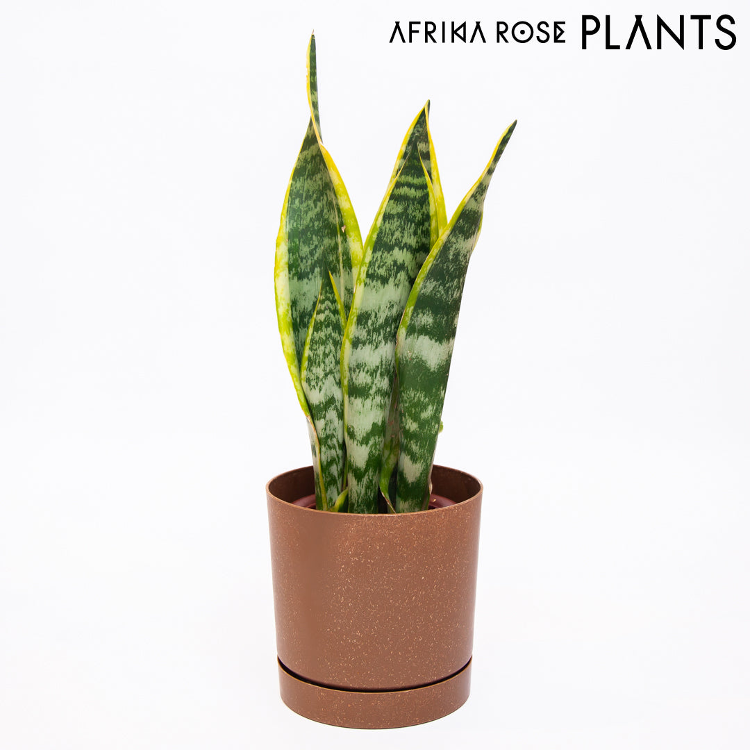【AFRIKA ROSE PLANTS】サンスベリア・ローレンチ（4号）