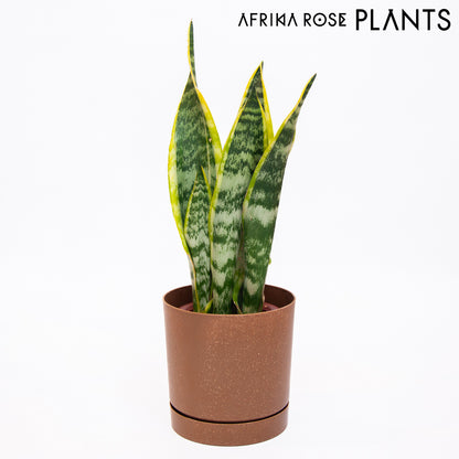 【AFRIKA ROSE PLANTS】サンスベリア・ローレンチ（4号）