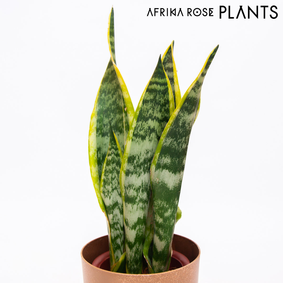 【AFRIKA ROSE PLANTS】サンスベリア・ローレンチ（4号）