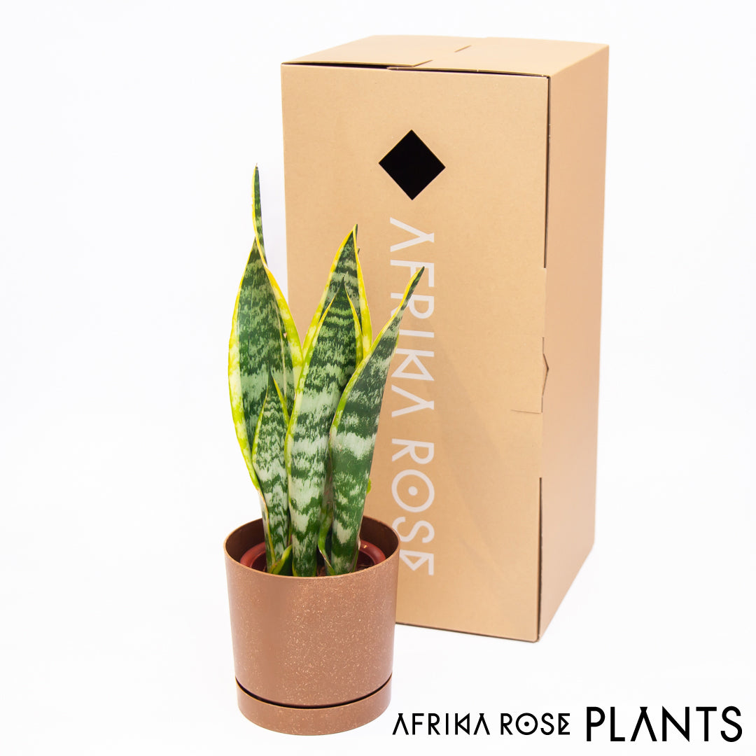 【AFRIKA ROSE PLANTS】サンスベリア・ローレンチ（4号）