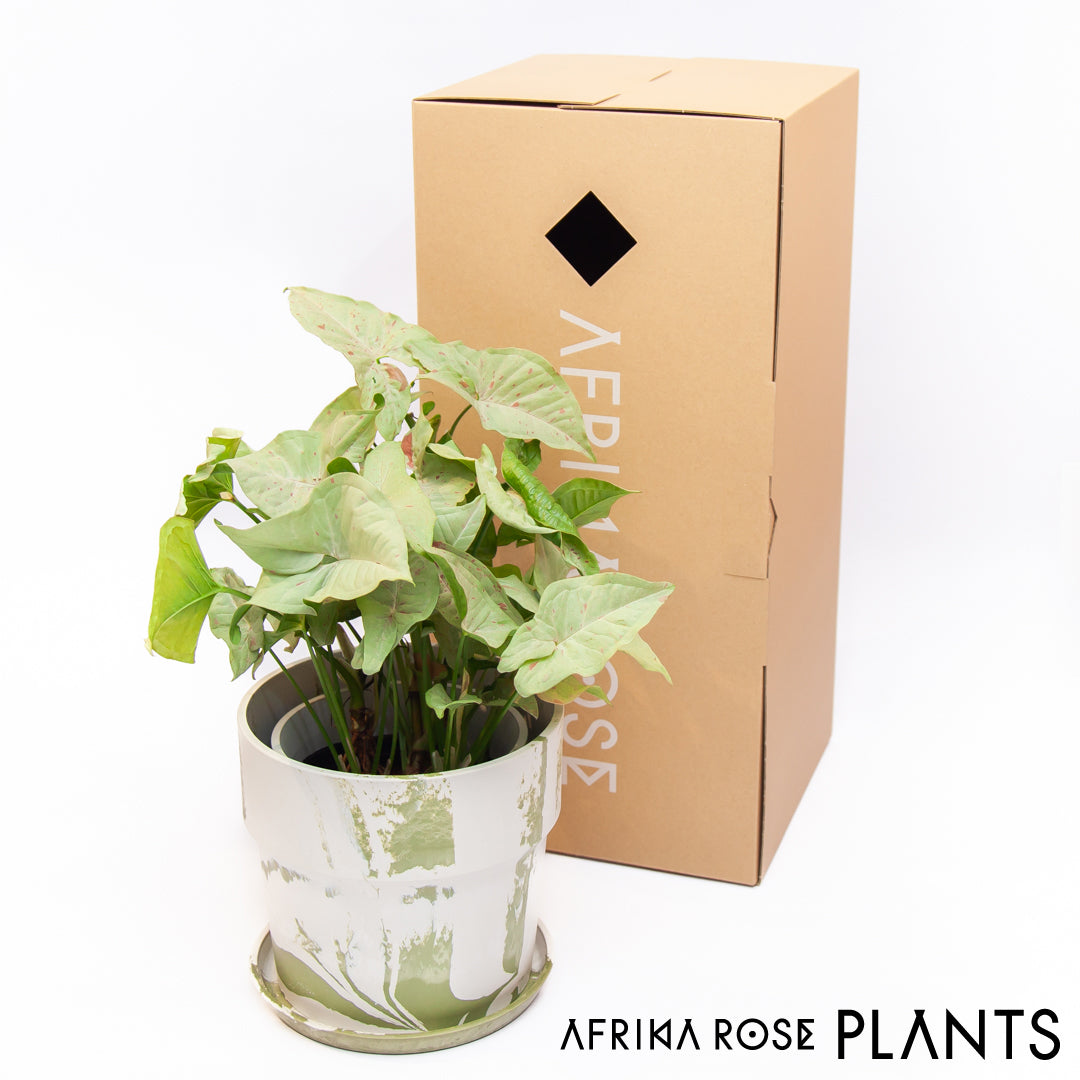 【AFRIKA ROSE PLANTS】シンゴニウム・コンフェティ（5号）