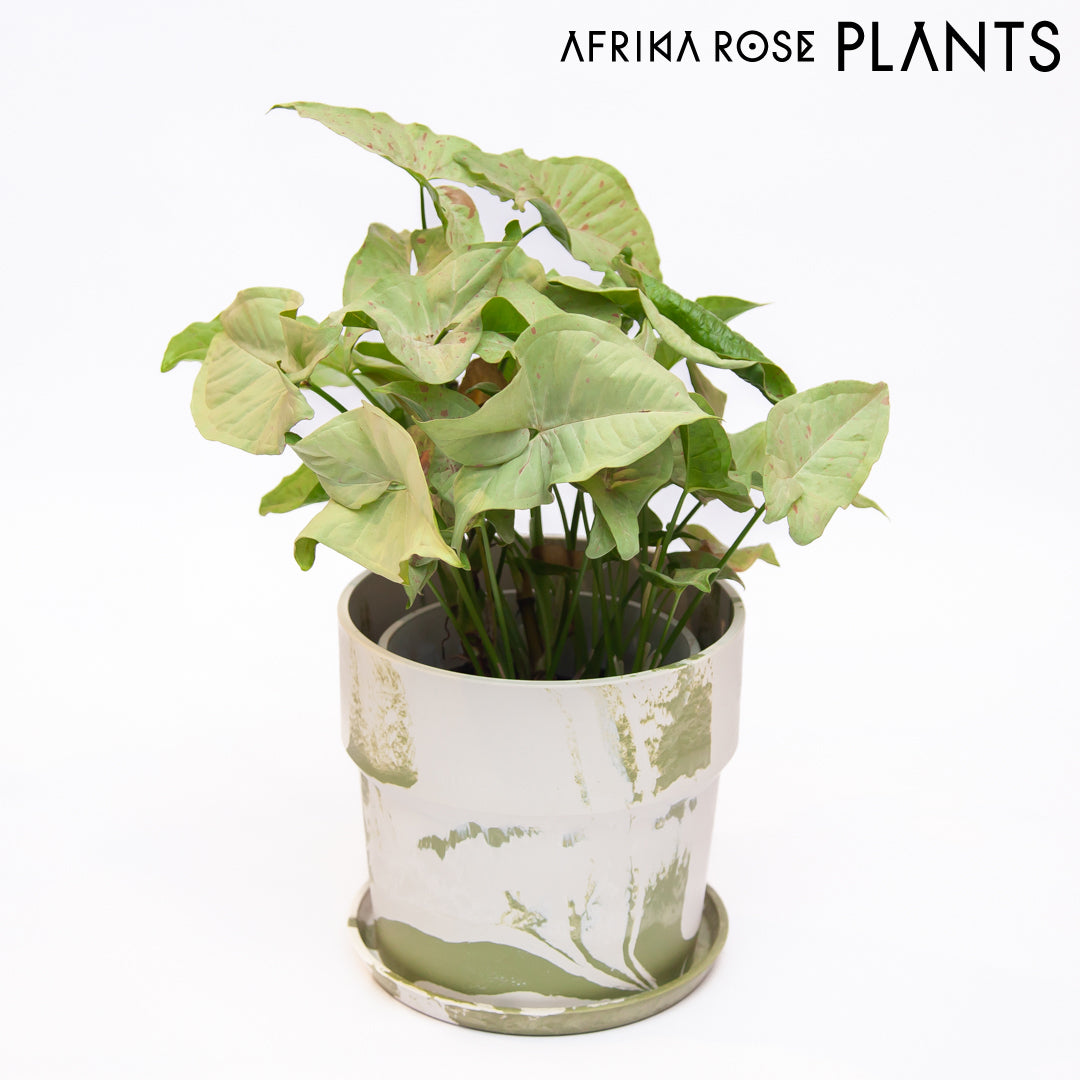 【AFRIKA ROSE PLANTS】シンゴニウム・コンフェティ（5号）