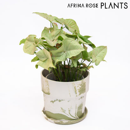 【AFRIKA ROSE PLANTS】シンゴニウム・コンフェティ（5号）