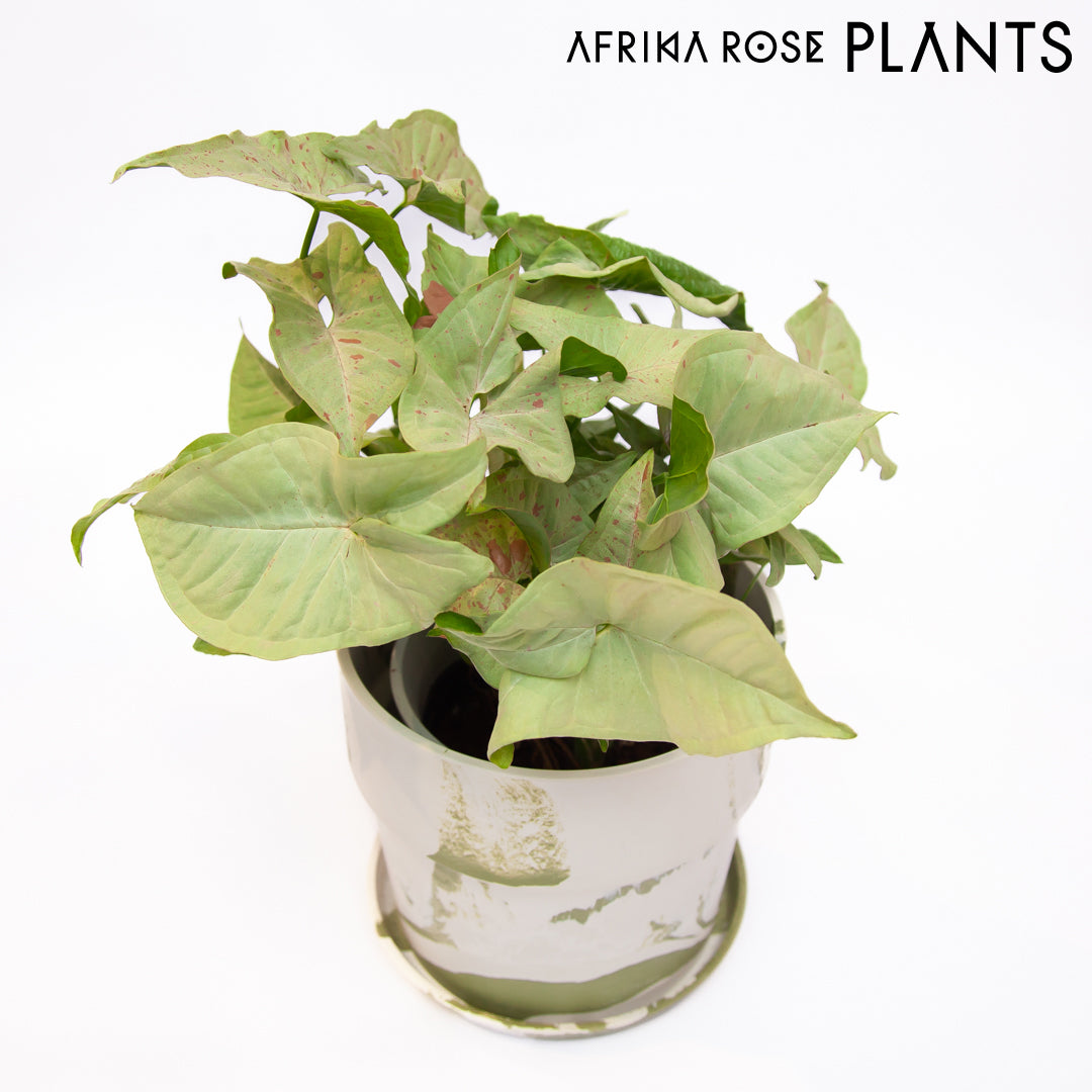 【AFRIKA ROSE PLANTS】シンゴニウム・コンフェティ（5号）