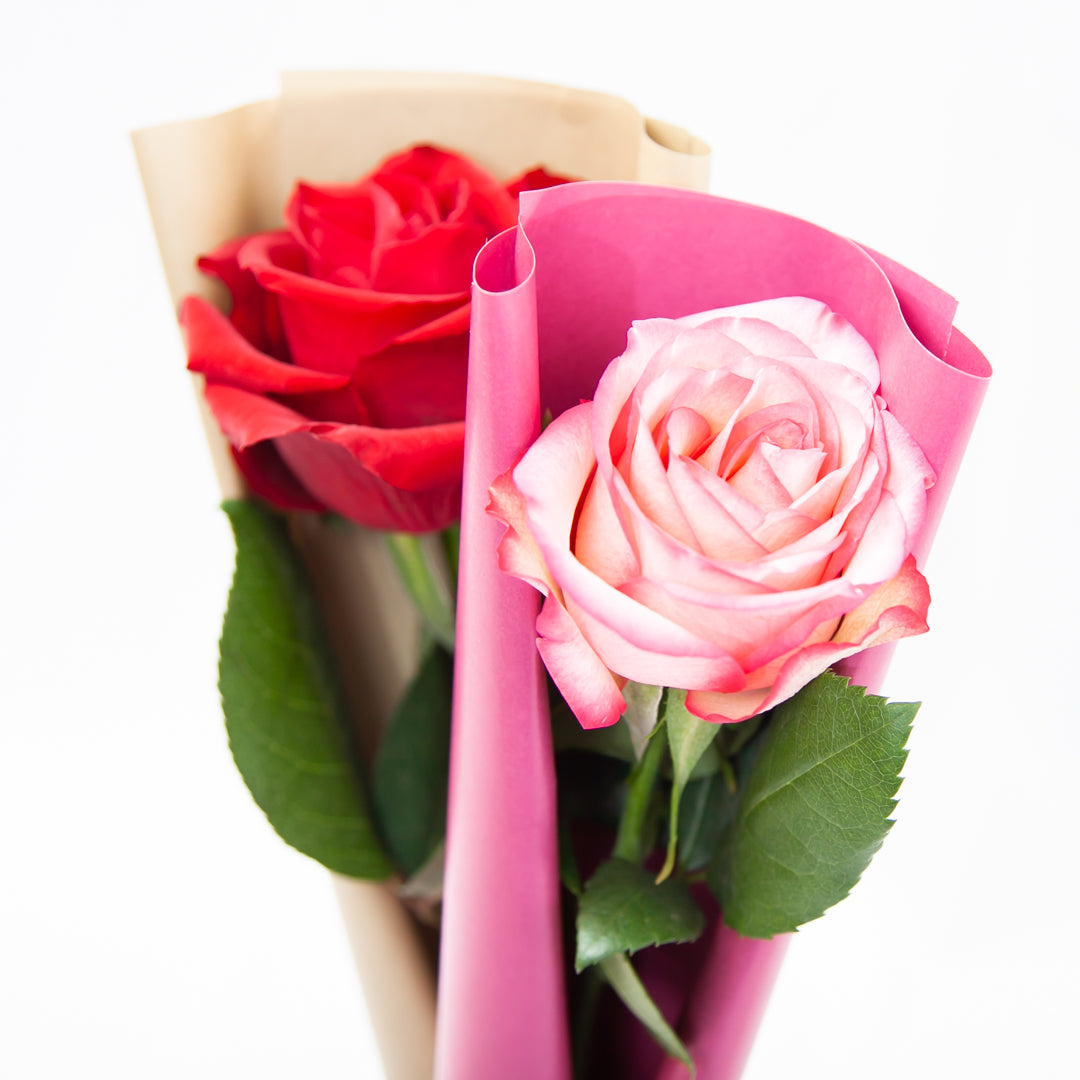 月々5,500円の応援で、毎月1輪のバラを受け取る／贈る – AFRIKA ROSE