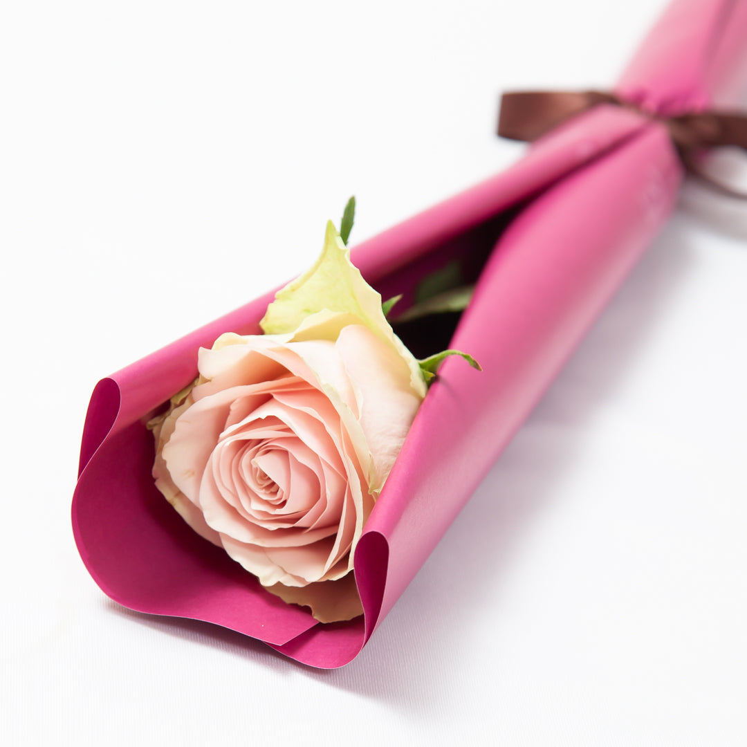 月々5,500円の応援で、毎月1輪のバラを受け取る／贈る – AFRIKA ROSE