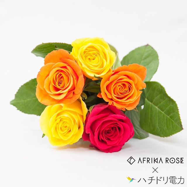 ハチドリのひとしずく – AFRIKA ROSE